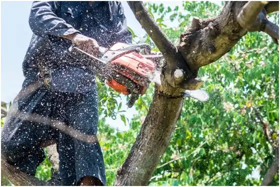 tree services Richlands